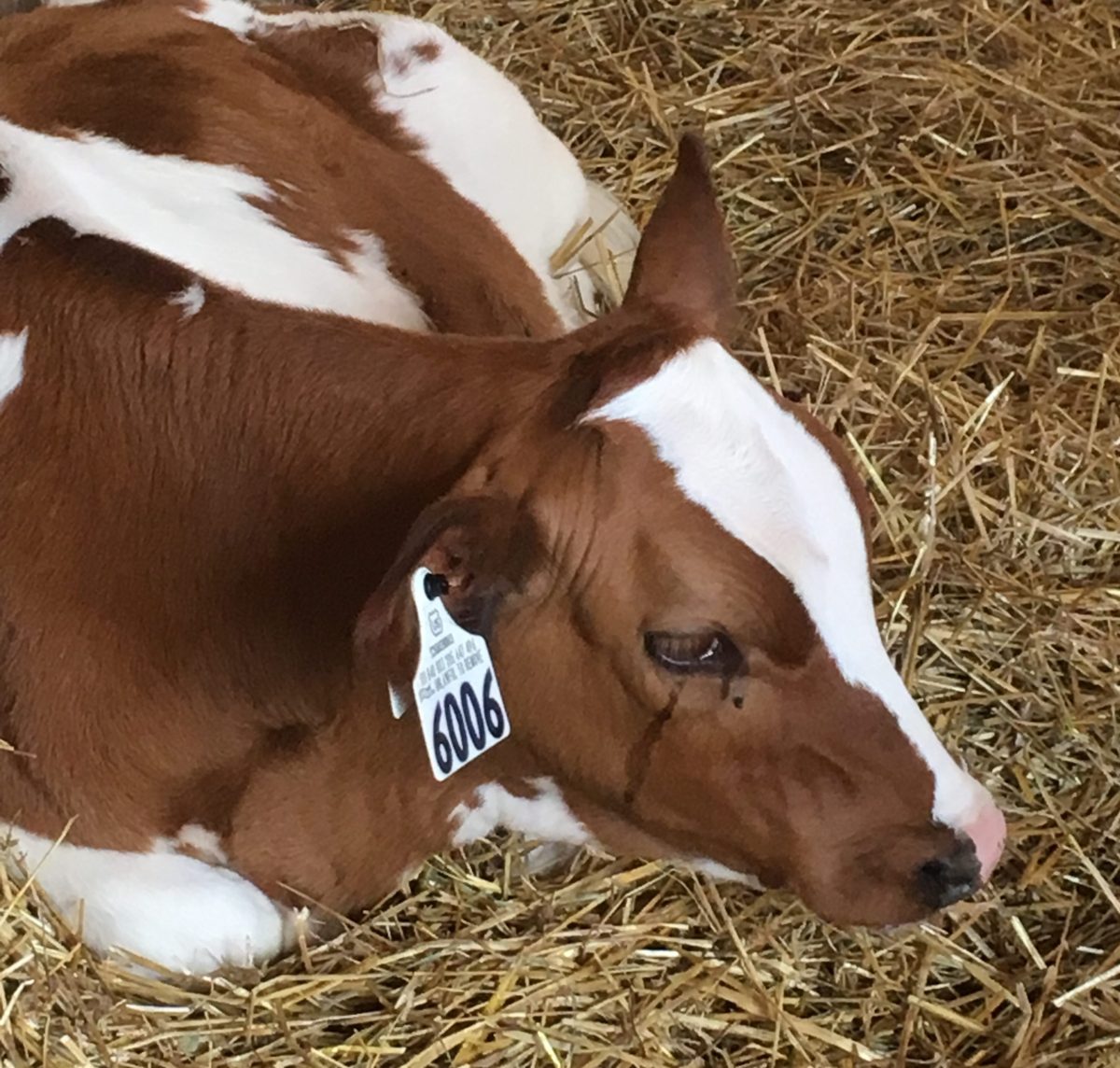 Take Me Out to the Fair