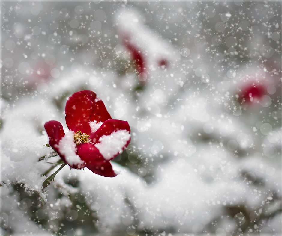 Like a Rose in Winter