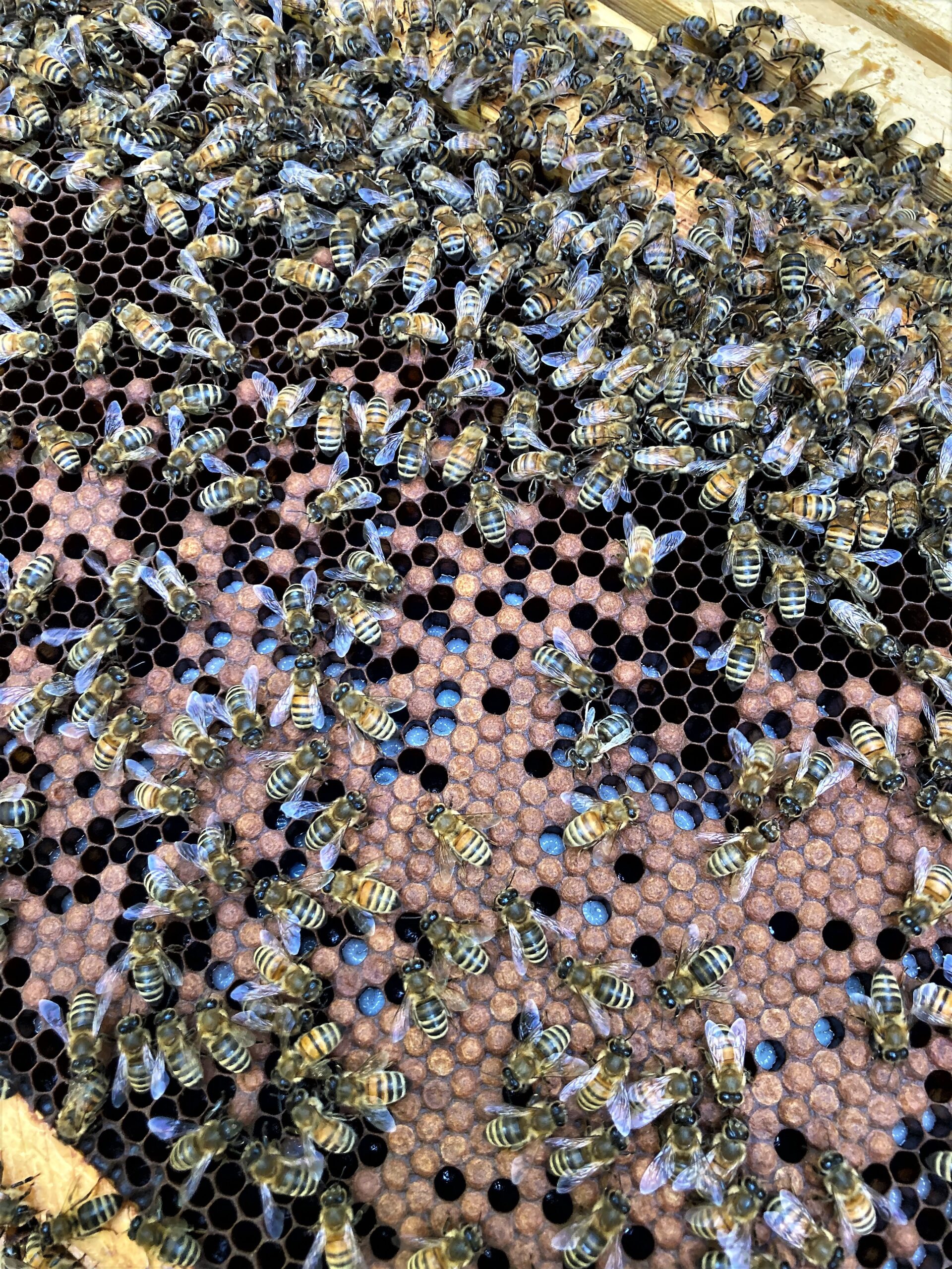 Gleaning Wisdom from Nature: Be Like the Bees