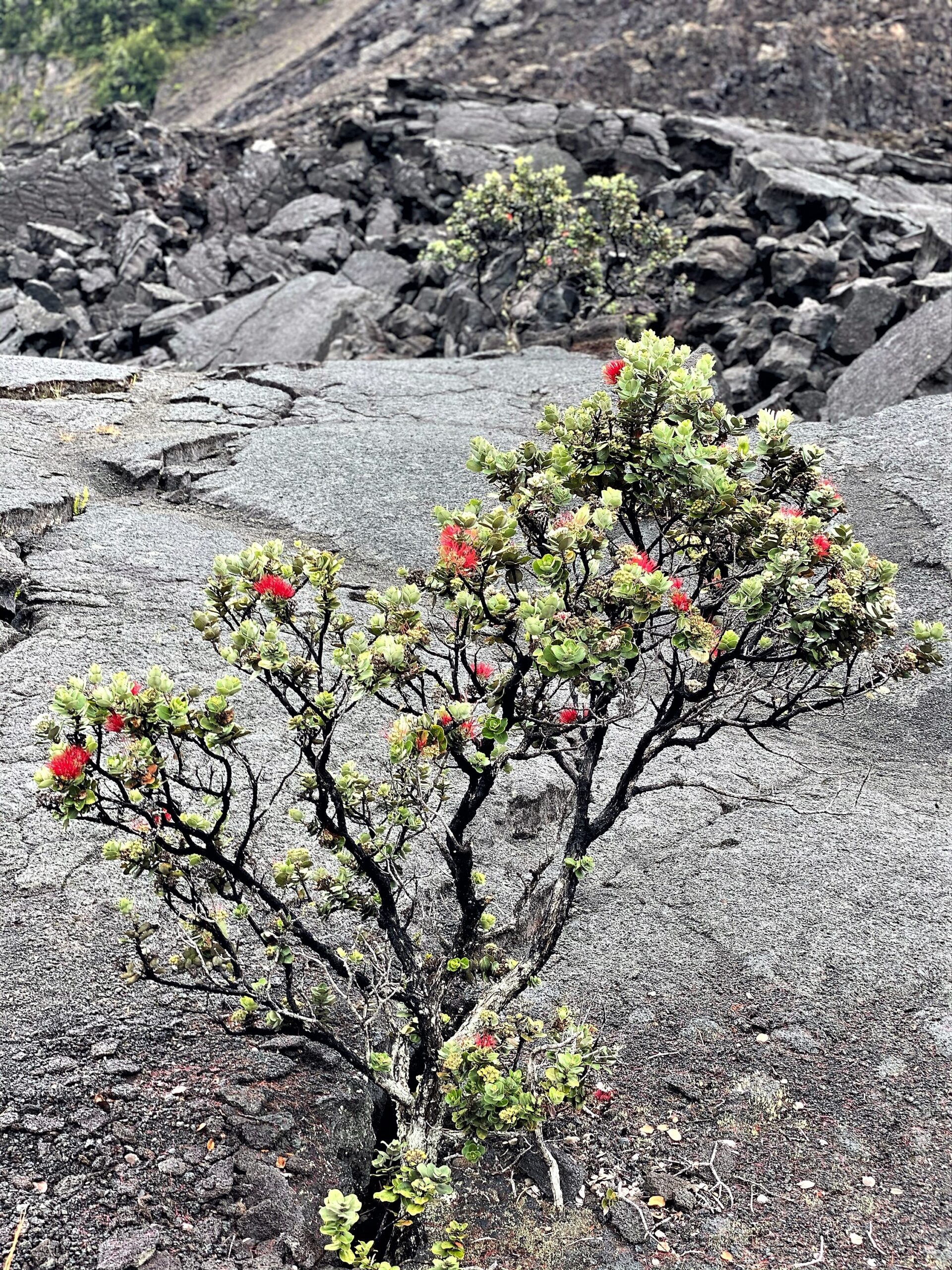 Embracing Hope Despite the Soul Pains of Life