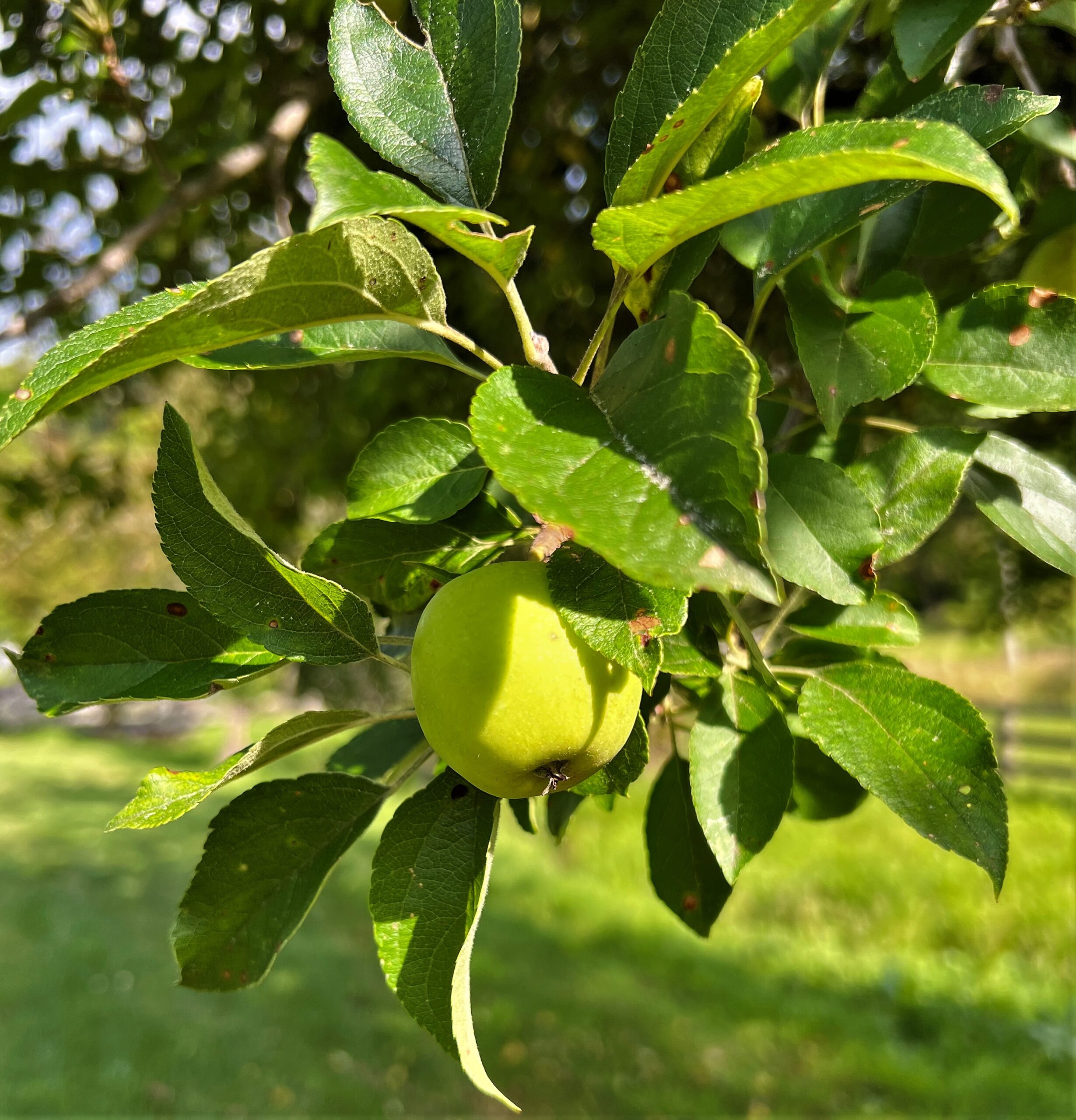 Living Hope:  Faith in Action