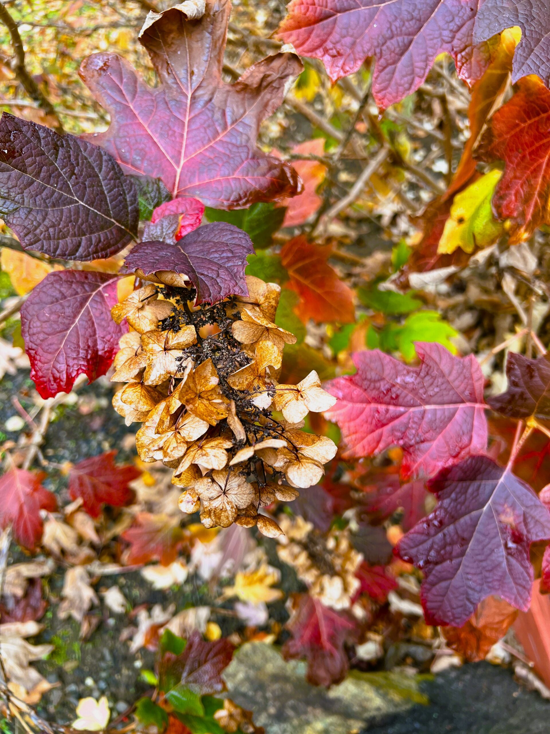 Beauty Found Within the Ashes