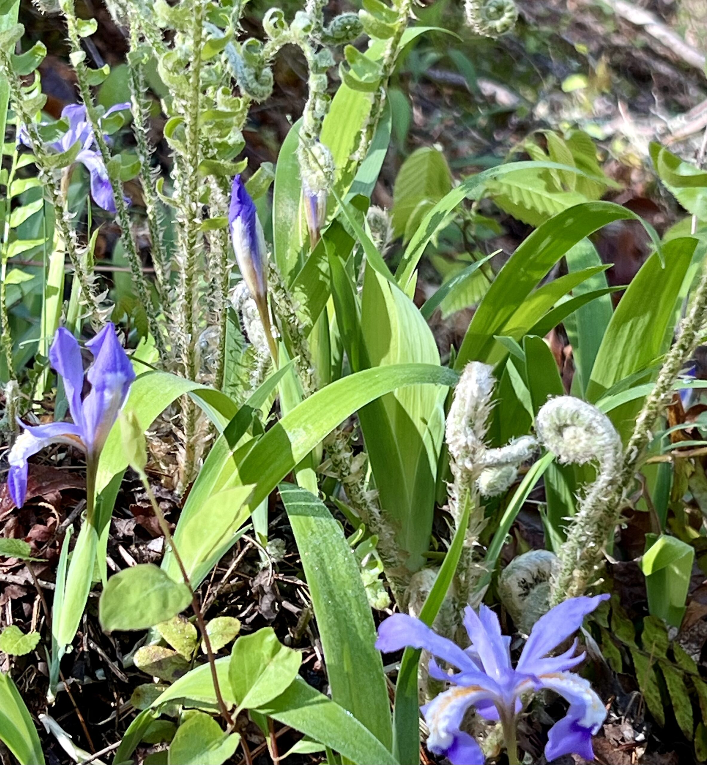 Taking Joy in Simple Things