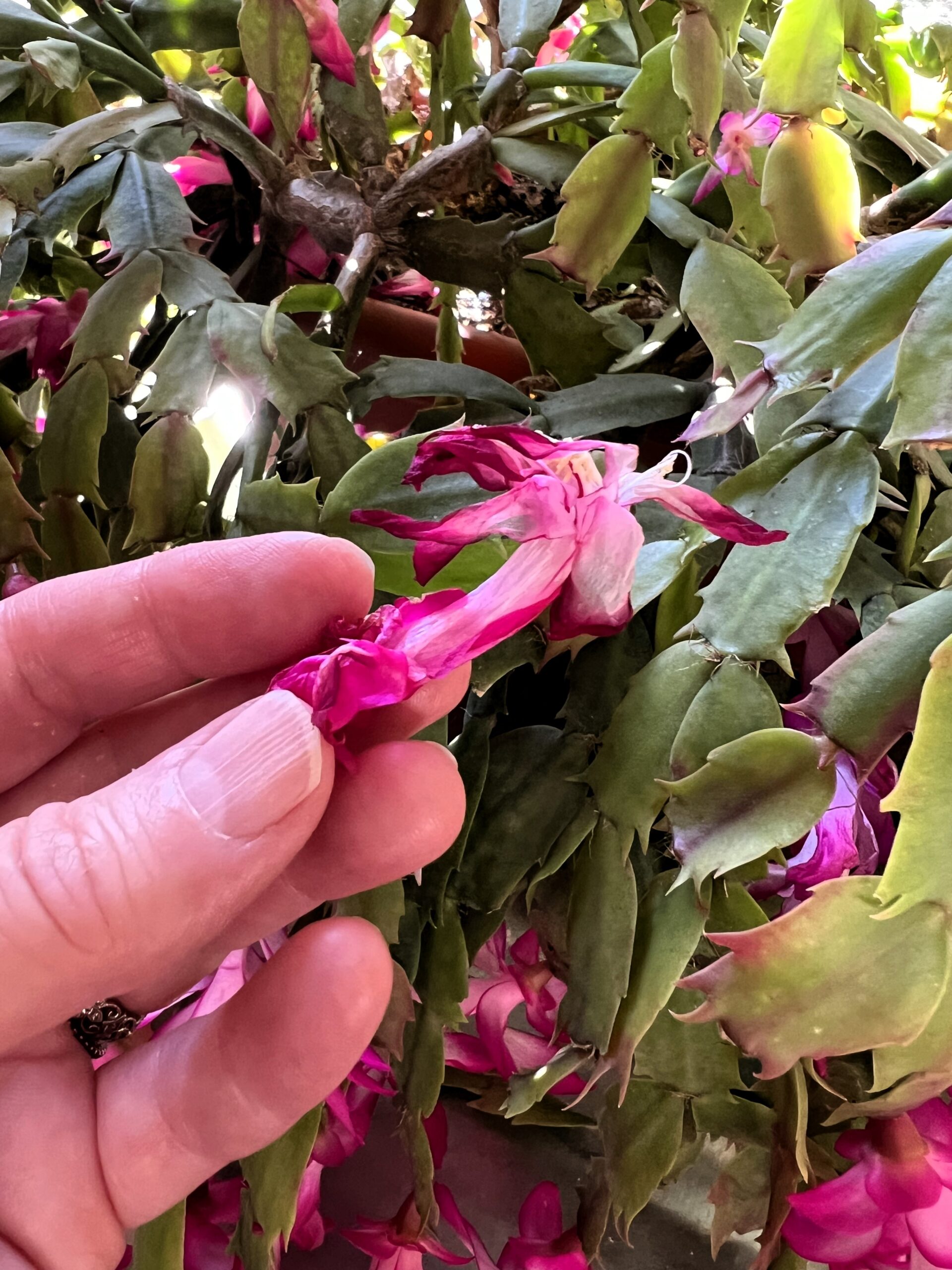 Disposing of What’s Dead for New Growth to Emerge