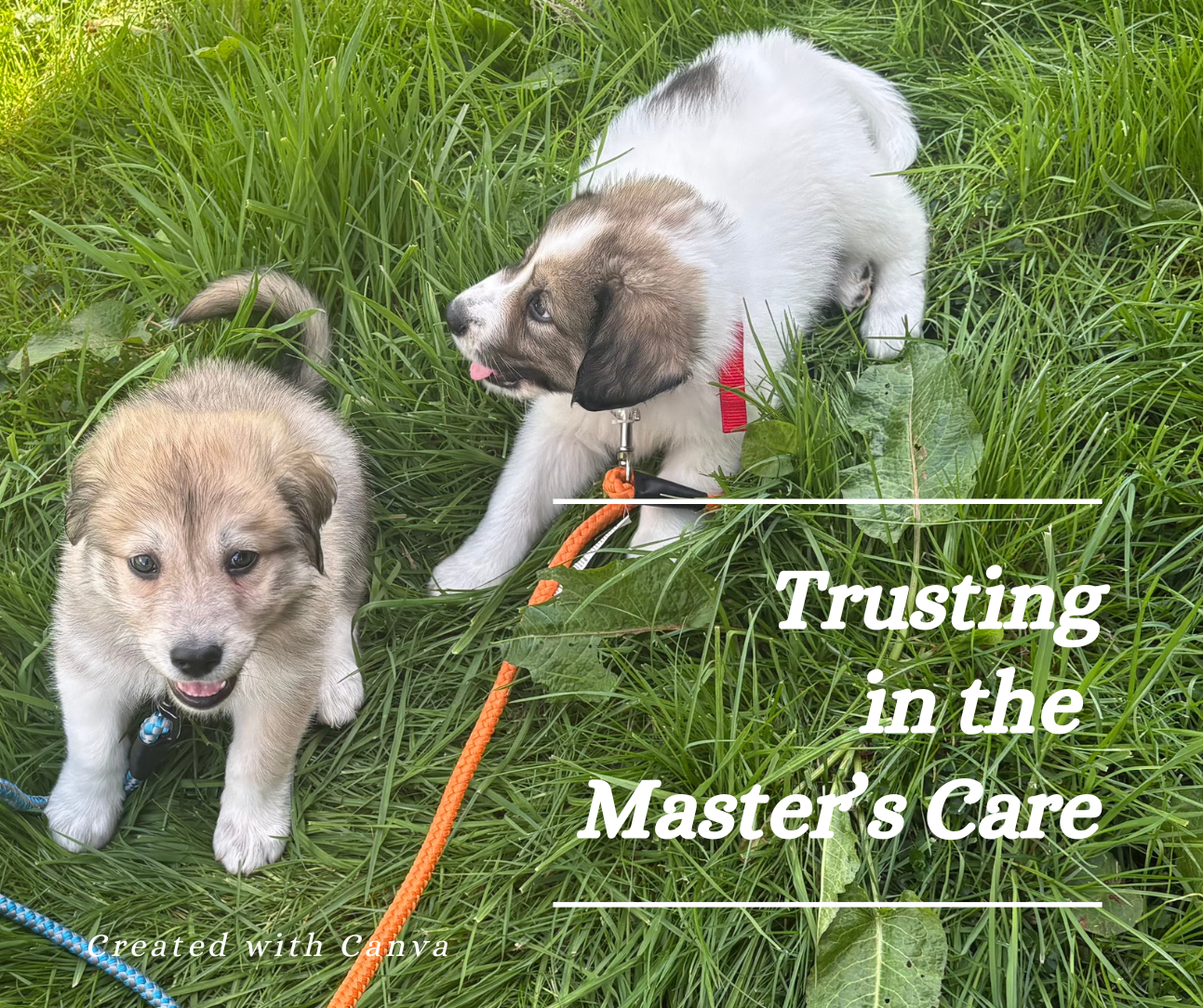 Trusting In the Master’s Care